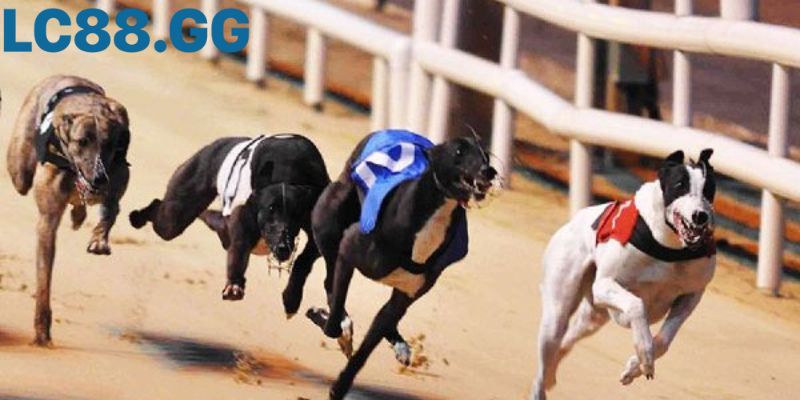 Cá cược đua chó là? Hướng dẫn soi kèo và kinh nghiệm cho người mới Đua chó Greyhound là môn thể thao tốc độ đầy kịch tính